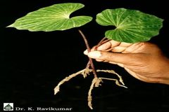 Nervilia aragoana